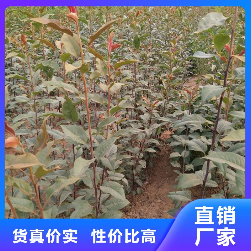 彩虹梨树苗种植基地孝感诚信经营现货现发