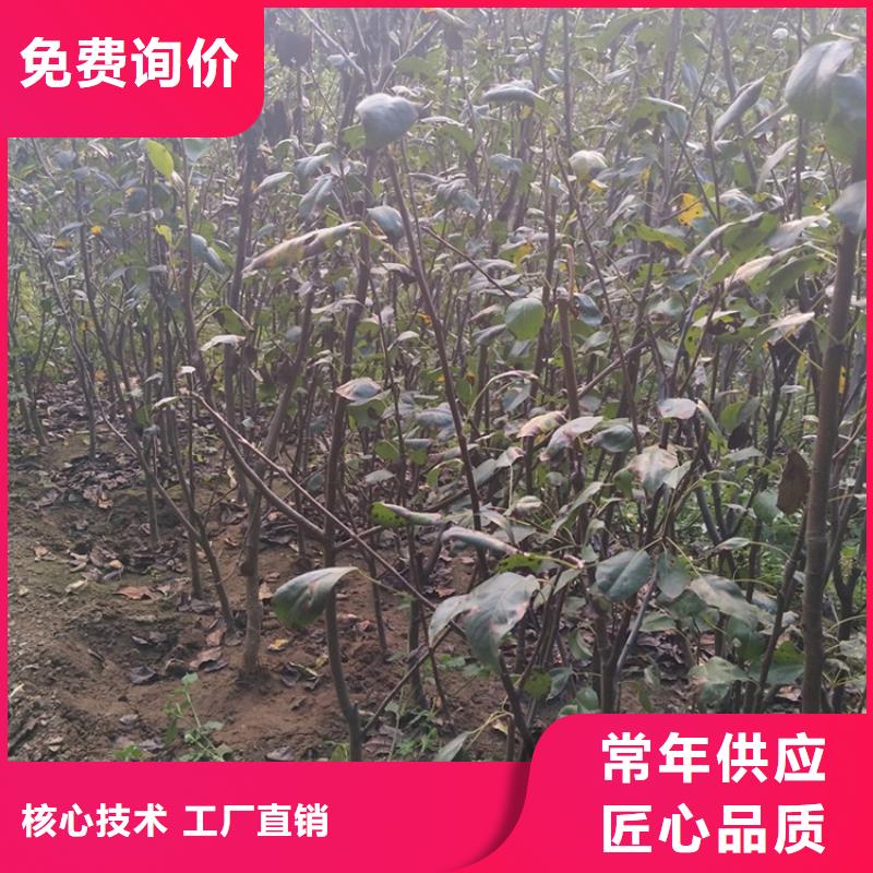 彩虹梨树苗大棚种植黄冈设计合理