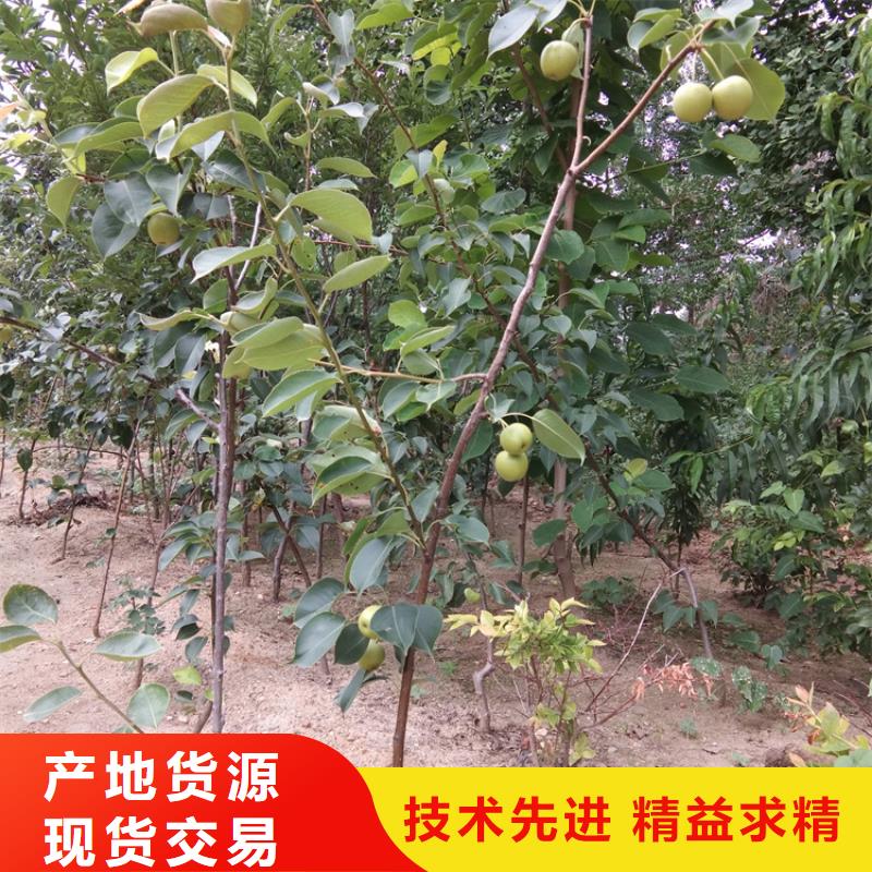 彩虹梨树苗怎么卖批发零售泸州附近供应商