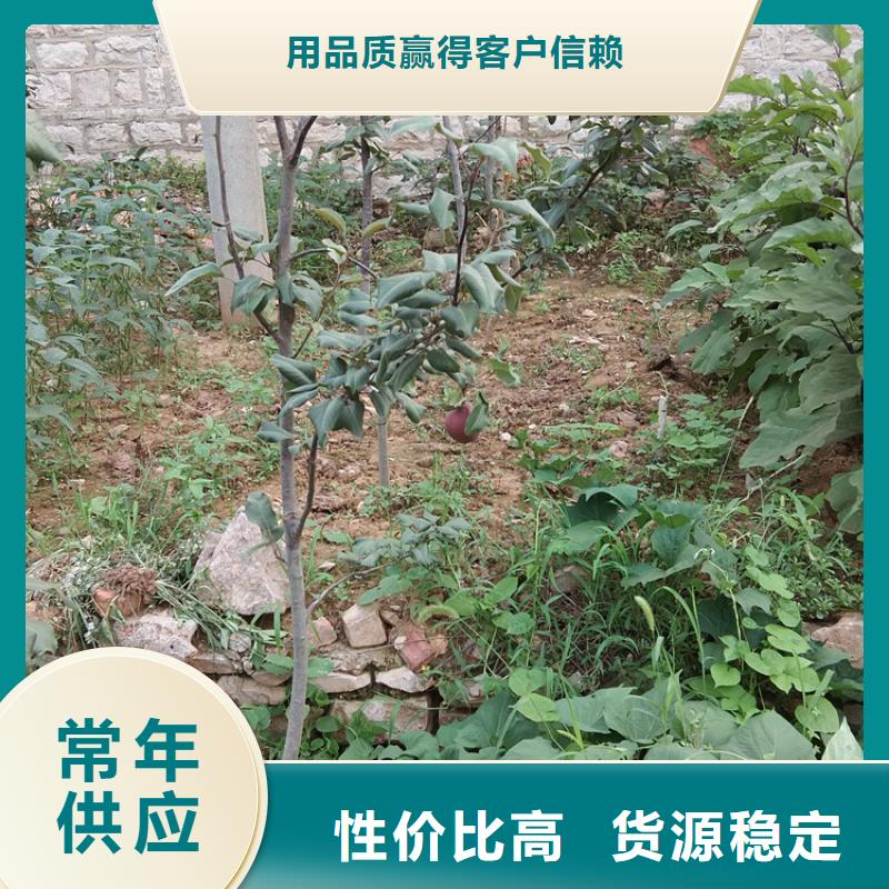 梨苗根系发达咸宁当地供应商