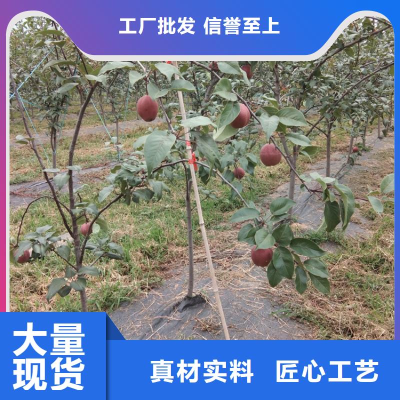 红梨树苗质优价廉石家庄质量看得见