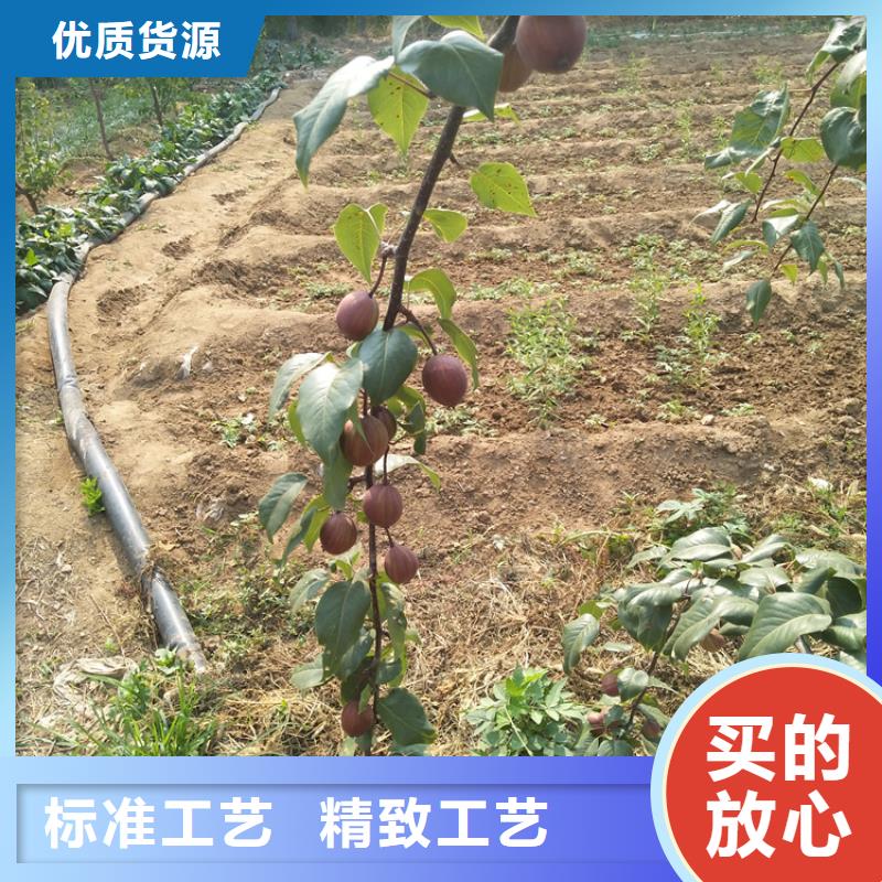 秋月梨树苗批发价格绵阳规格型号全