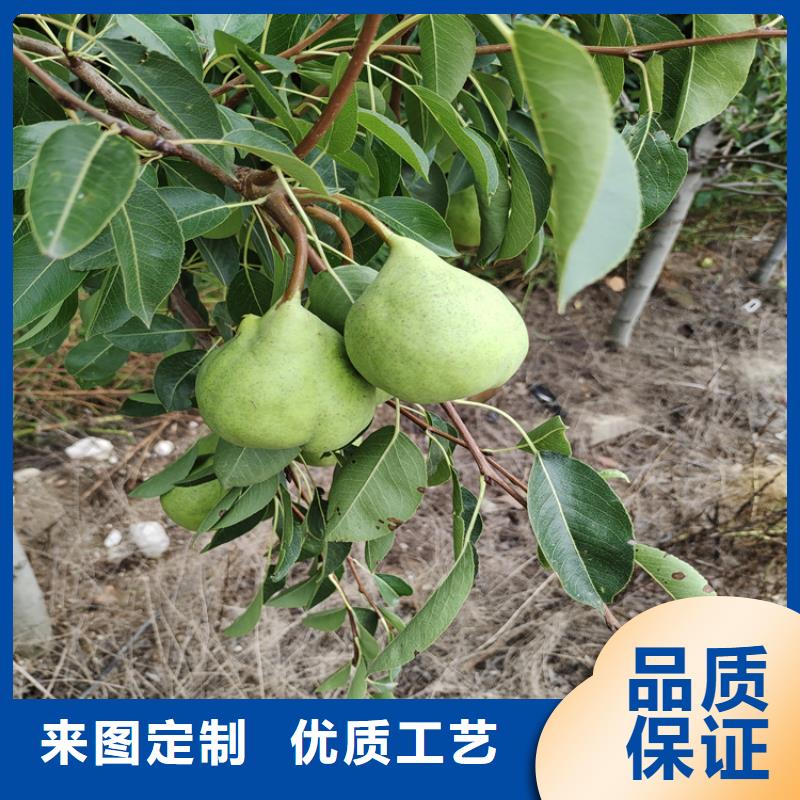 红梨树苗规格眉山放心购