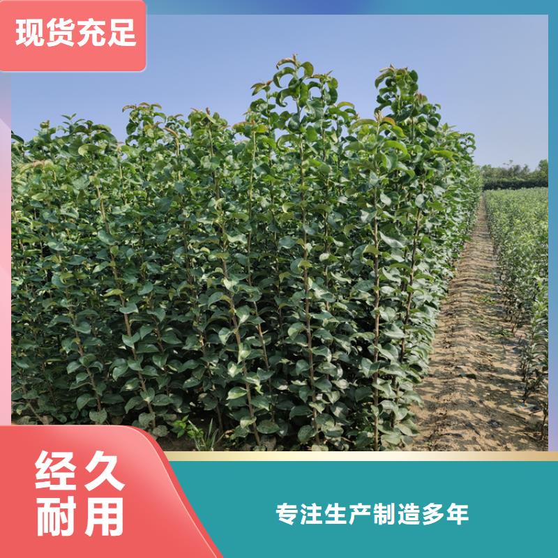 彩虹梨树苗产量多少乐山信誉有保证