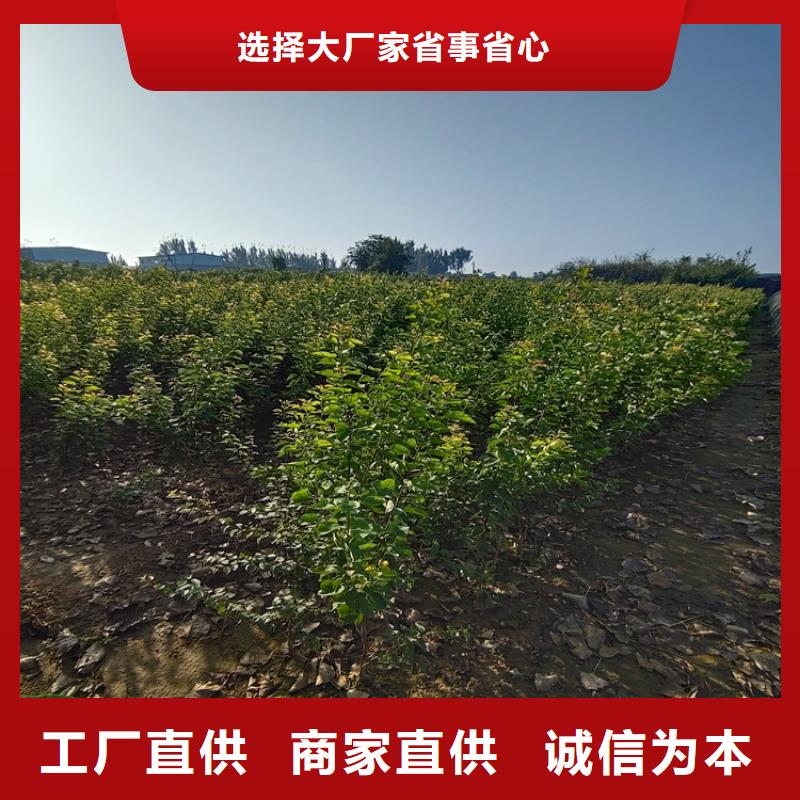 秋月梨树苗批发价格德阳本地供应商