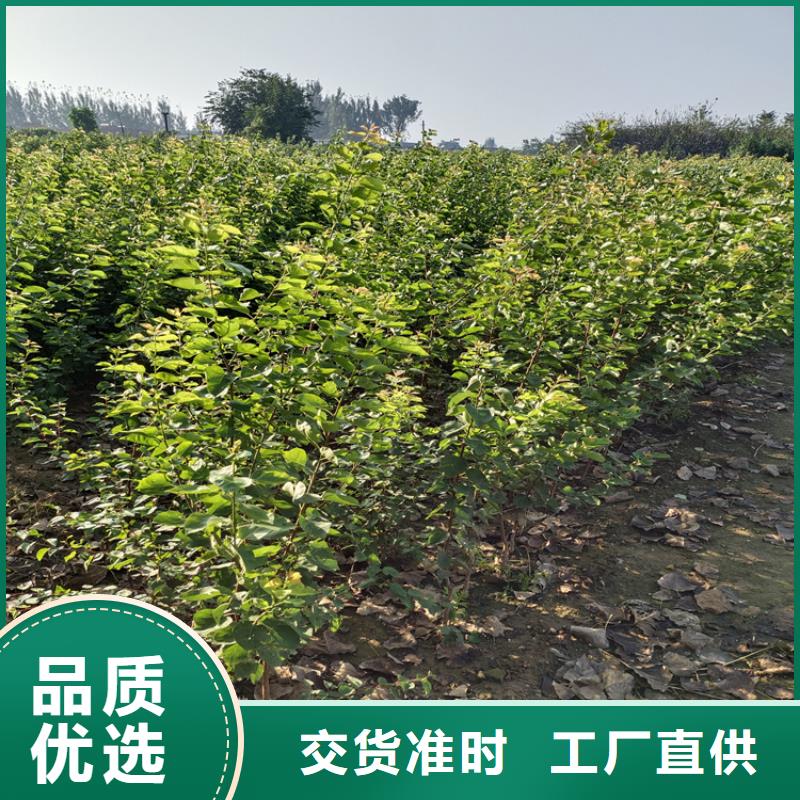 梨苗种植管理技术咸宁本地生产商