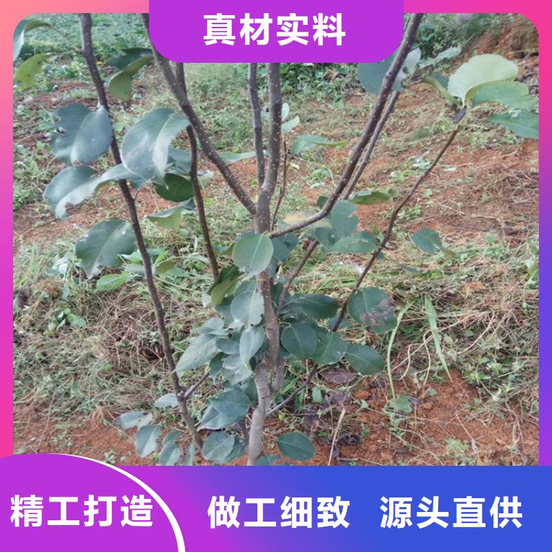 彩虹梨树苗适合种植地区邢台品牌企业