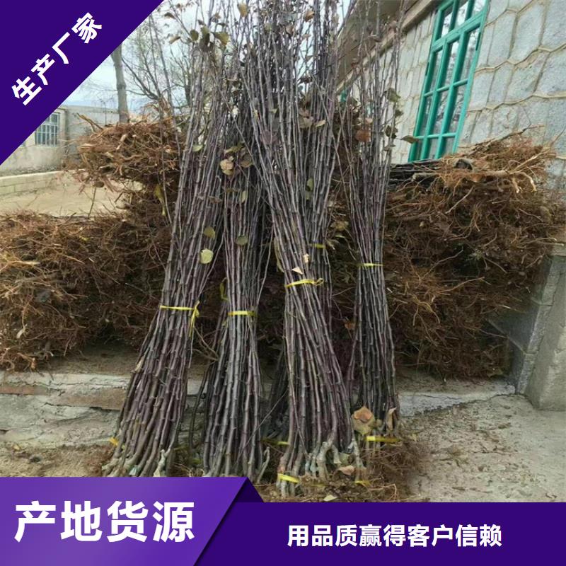 彩虹梨树苗基地直销黄石精品优选