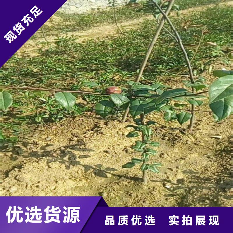 彩虹梨树苗适合种植地区攀枝花附近生产厂家