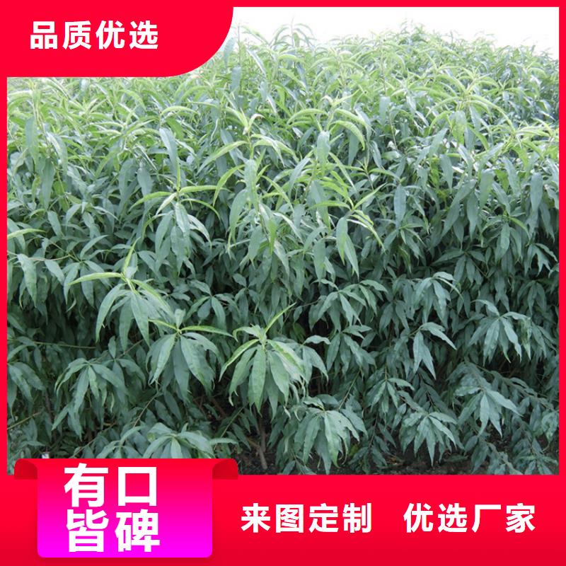 黑桃树苗新奇品种荆门当地品牌