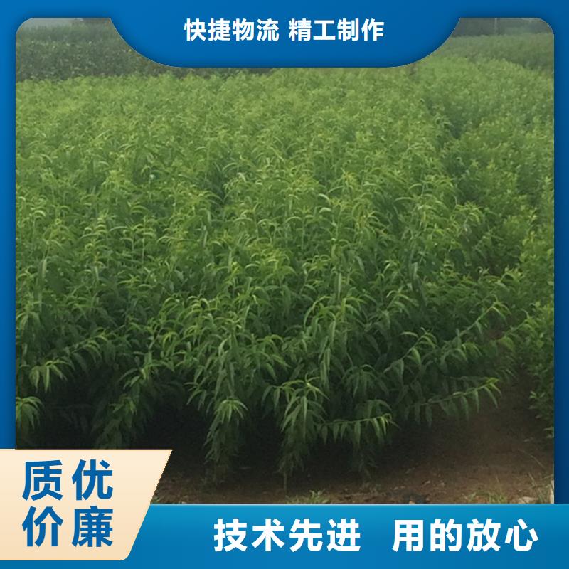 黄桃苗种植技术随州常年供应