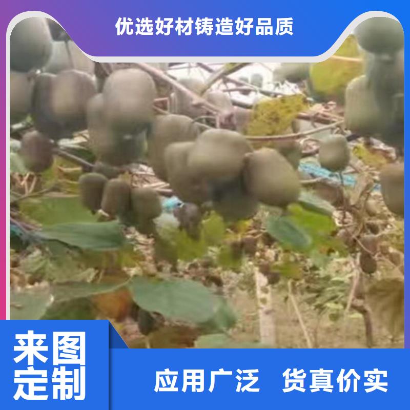 奇异果苗种植管理技术焦作精心选材