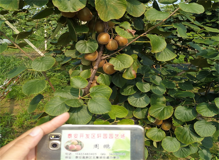 奇异果苗基地绵阳敢与同行比质量