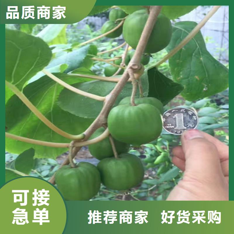 软枣猕猴桃苗种植基地巴中售后无忧