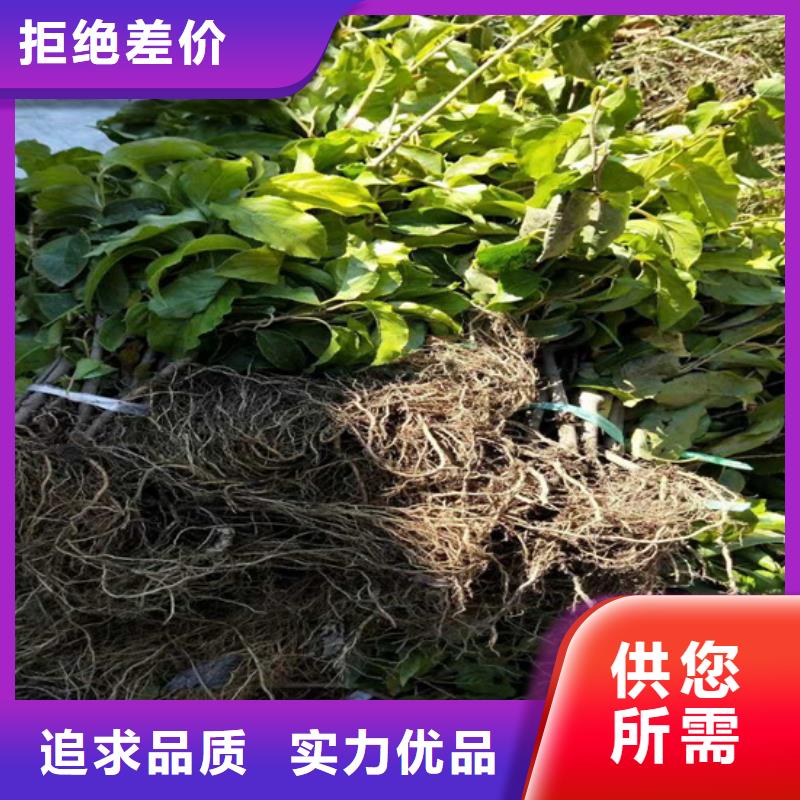 奇异果苗现挖苗现发货濮阳质量为本