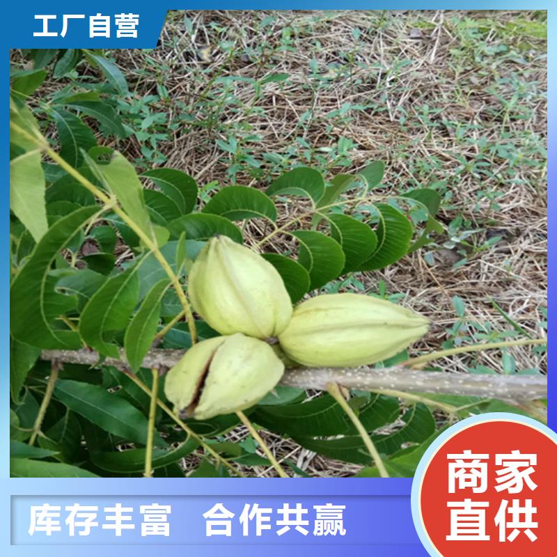 碧根果苗质优价廉榆林现货销售