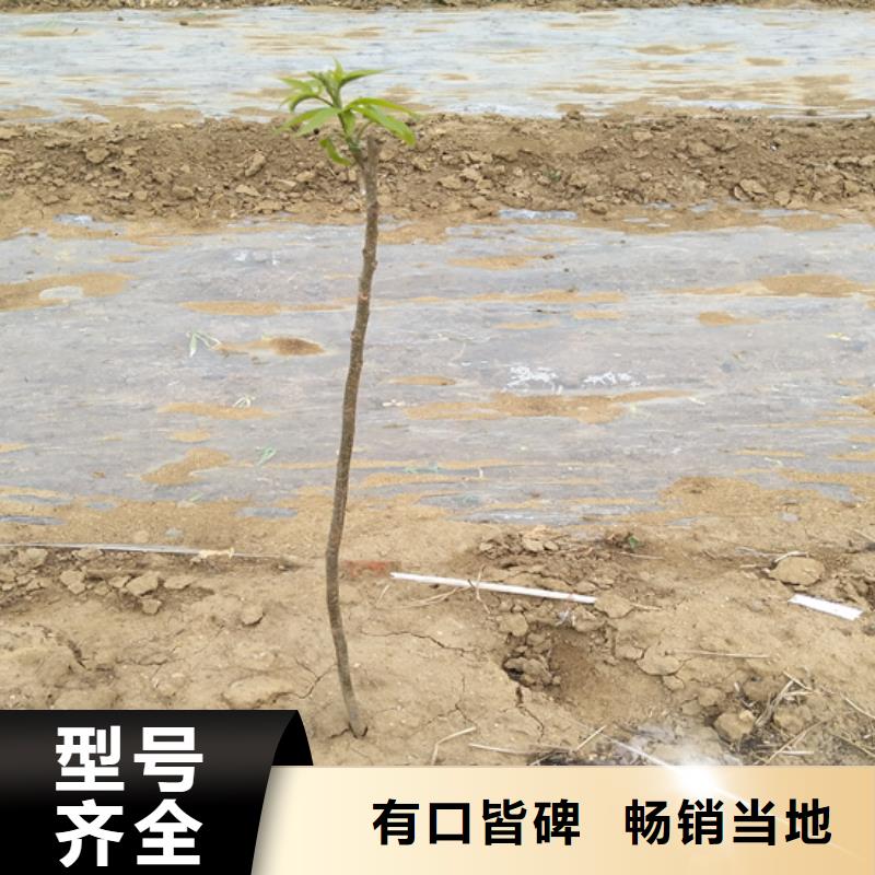 碧根果苗露天种植滁州当地货源