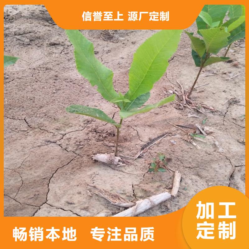 碧根果树苗种植管理技术西安品质优良