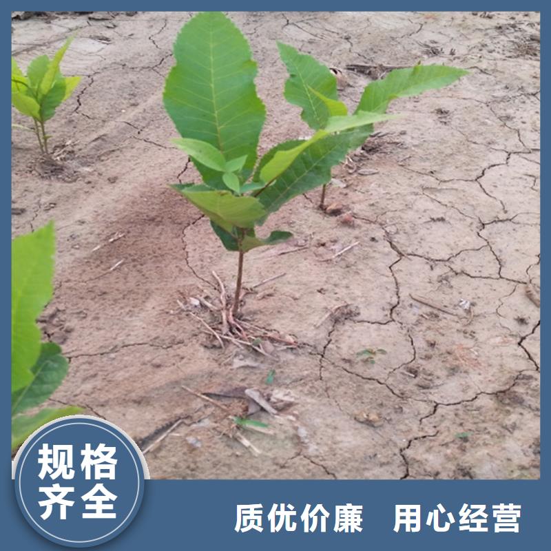 碧根果树苗量大从优咸阳一手货源