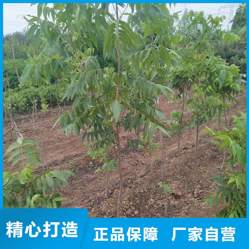 碧根果树苗量多优惠陕西同城货源