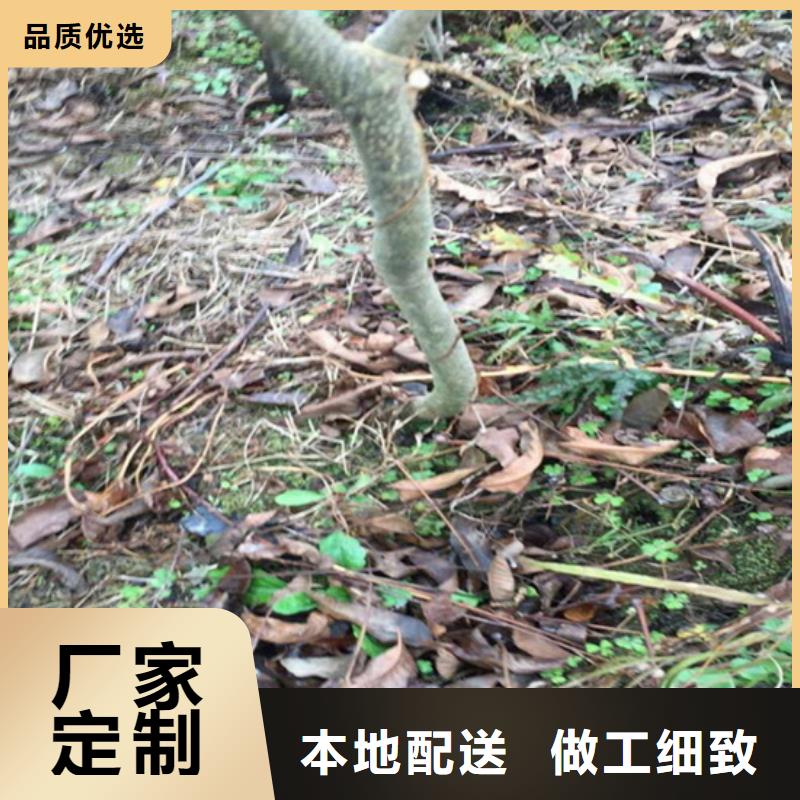 碧根果苗批发价格淮北当地厂家