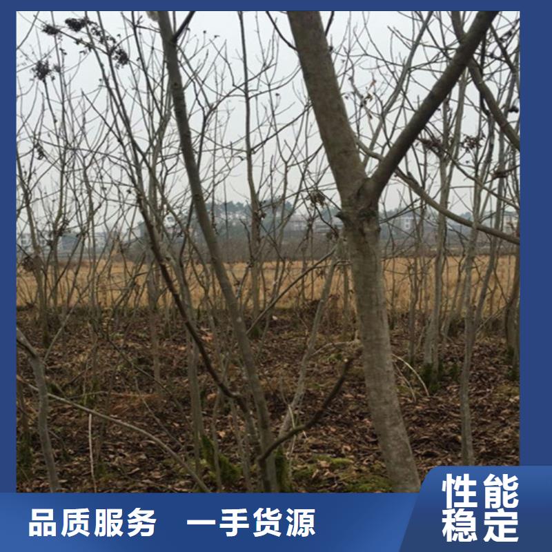 碧根果树苗基地巢湖附近公司