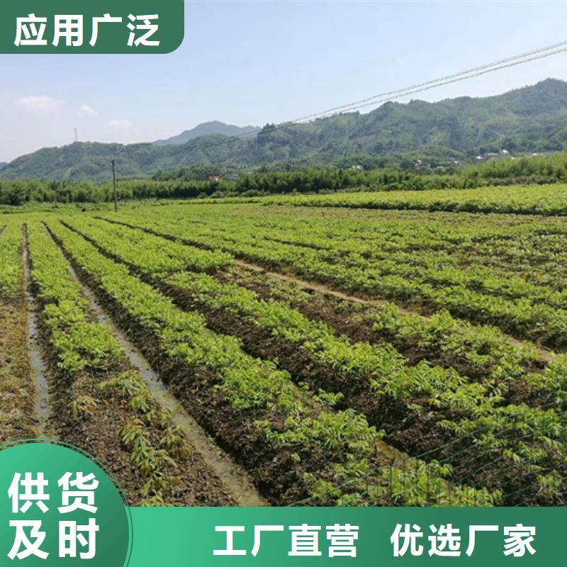 碧根果苗种植基地咸阳自产自销