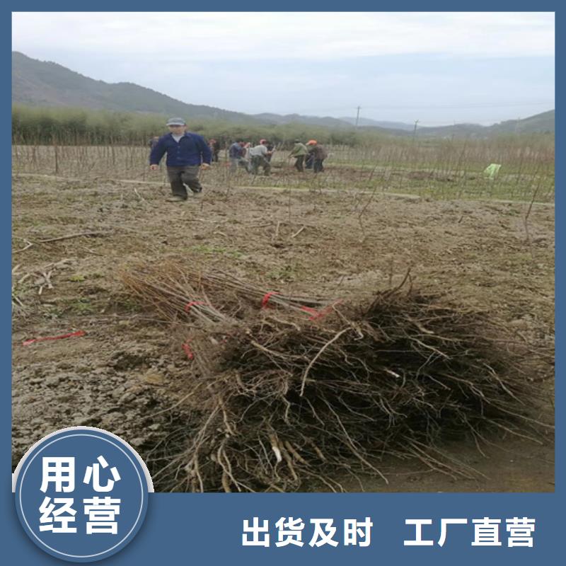 碧根果树苗根系发达延安本地经销商