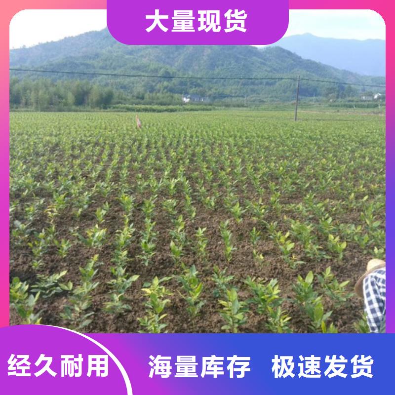 碧根果苗量多优惠铜陵同城品牌