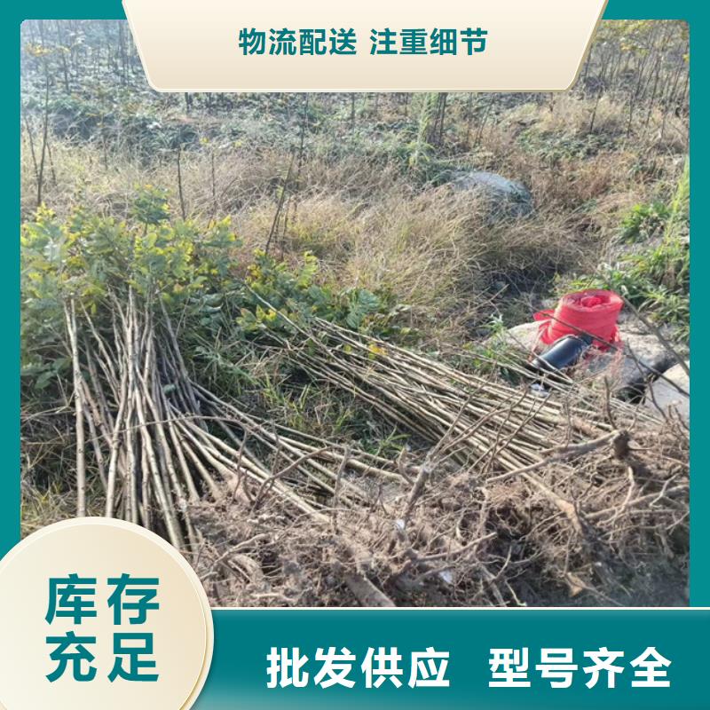 碧根果树苗成活率高汉中当地货源