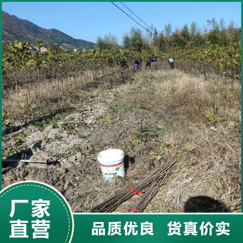 碧根果树苗种植管理技术汉中厂家直销大量现货