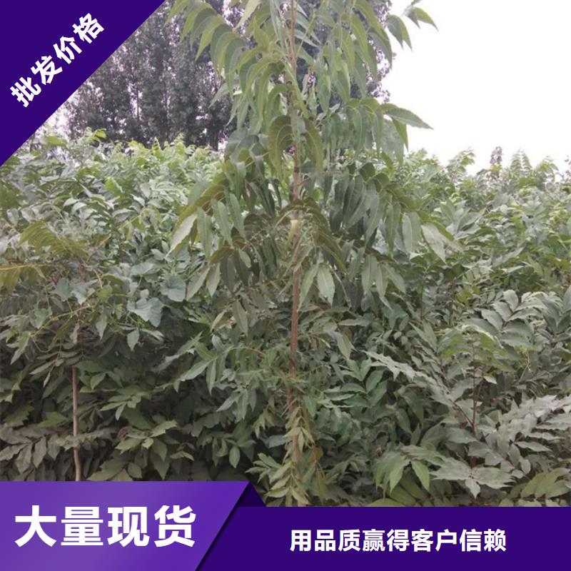 碧根果树苗露天种植池州同城生产厂家