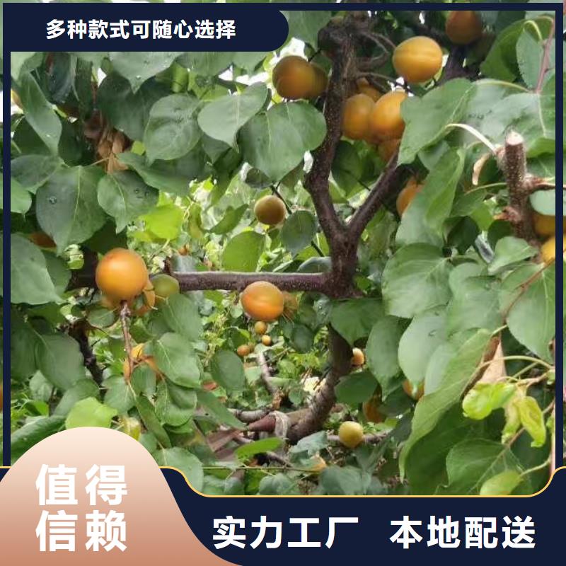 蜜香杏树苗种植管理技术乌鲁木齐附近服务商