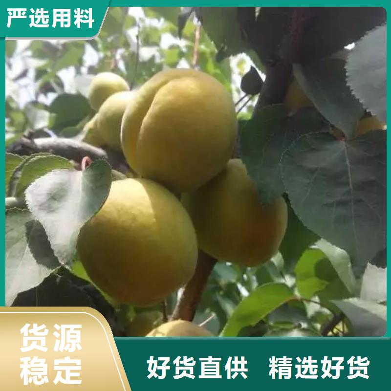 蜜香杏树苗种植技术乌鲁木齐附近生产厂家