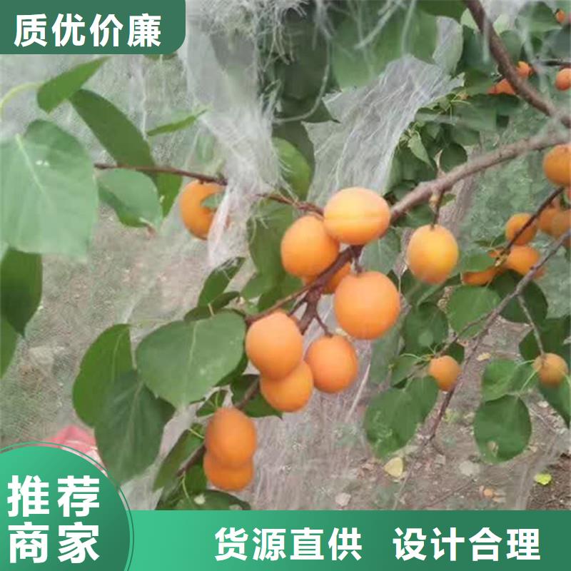 珍珠油杏树苗成活率高克拉玛依附近厂家