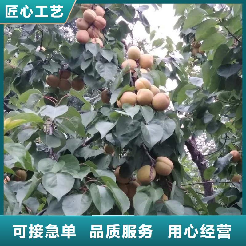 蜜香杏树苗怎么卖西藏可定制有保障