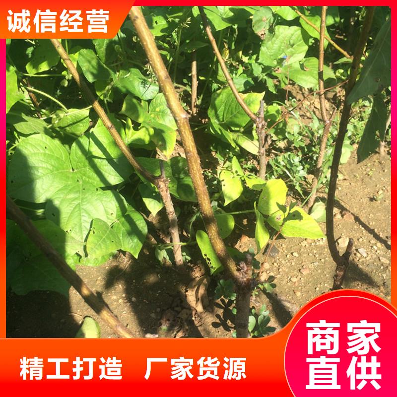 蜜香杏树苗怎么卖林芝不只是质量好