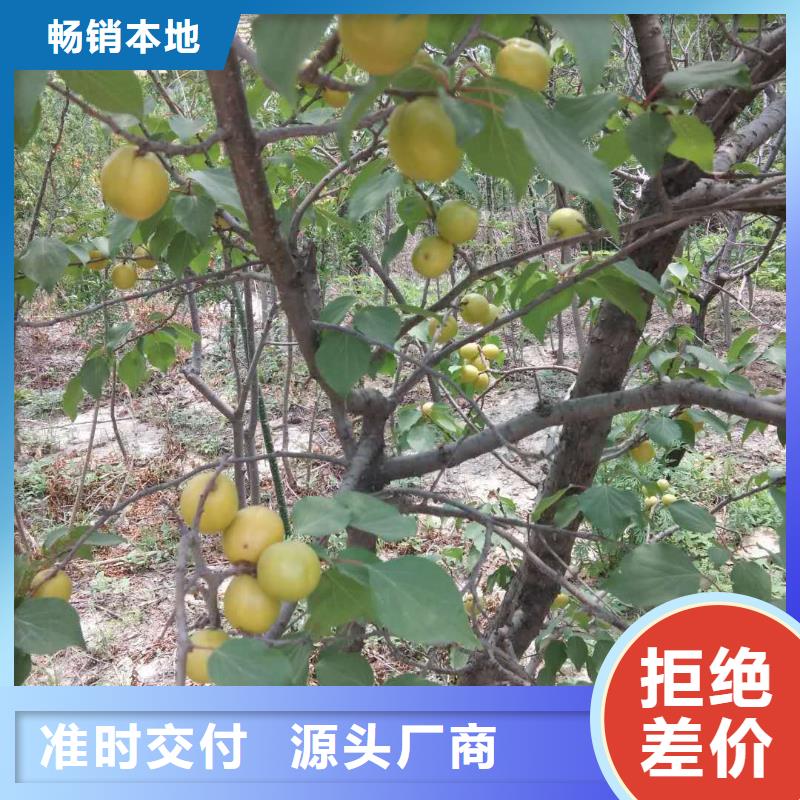 珍珠油杏树苗种植管理技术阿里批发价格