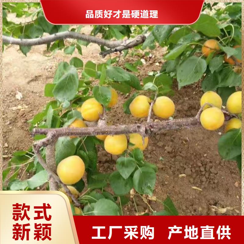 蜜香杏树苗育苗基地山南经验丰富质量放心