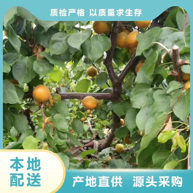 珍珠油杏树苗价格林芝对质量负责