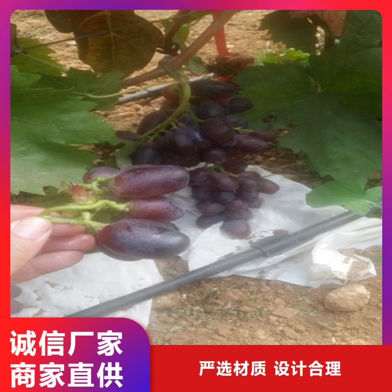 南漳无籽葡萄苗价格多少检验发货