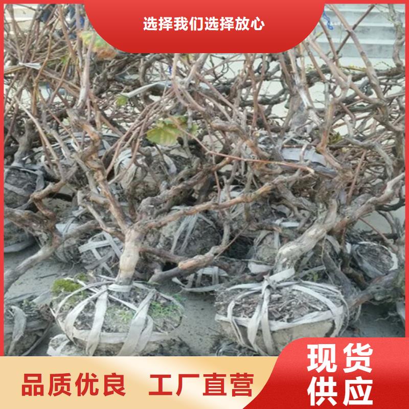 广安无核白鸡心葡萄苗品种选择做工精细