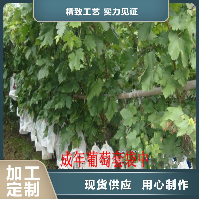 南岗甜蜜蓝宝石葡萄苗栽植密度实体厂家