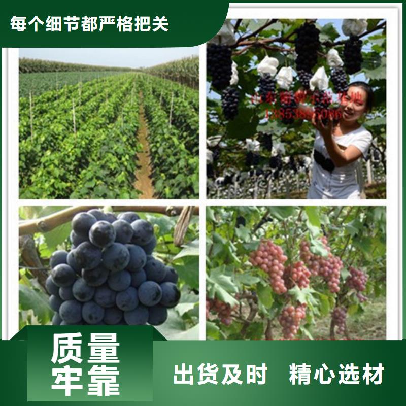 昆明市蓝宝石葡萄苗价格公道厂家直销安全放心