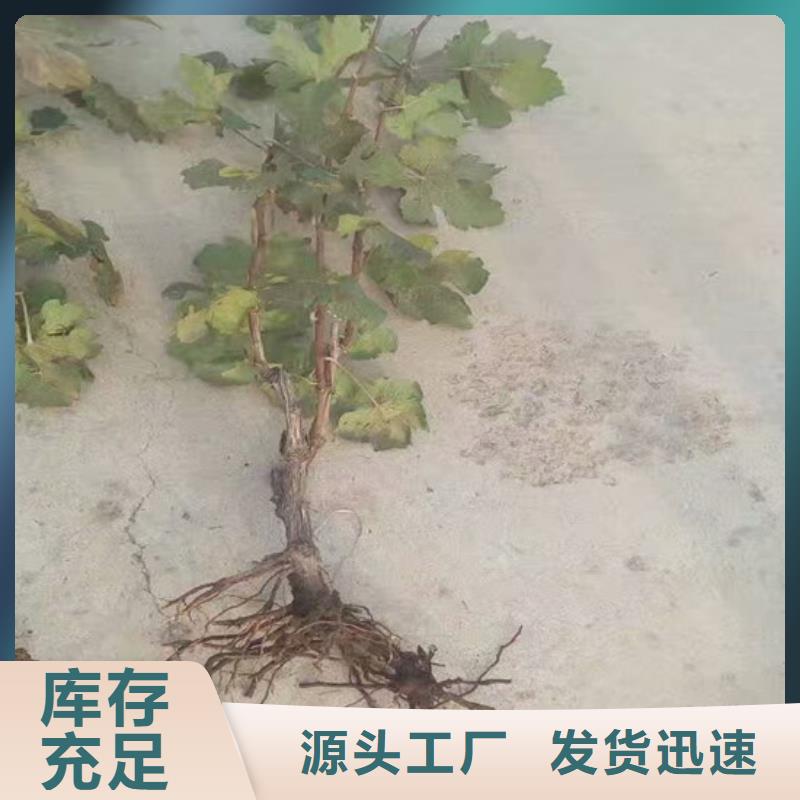 漯河采购青提葡萄树苗必看-价格低出厂严格质检