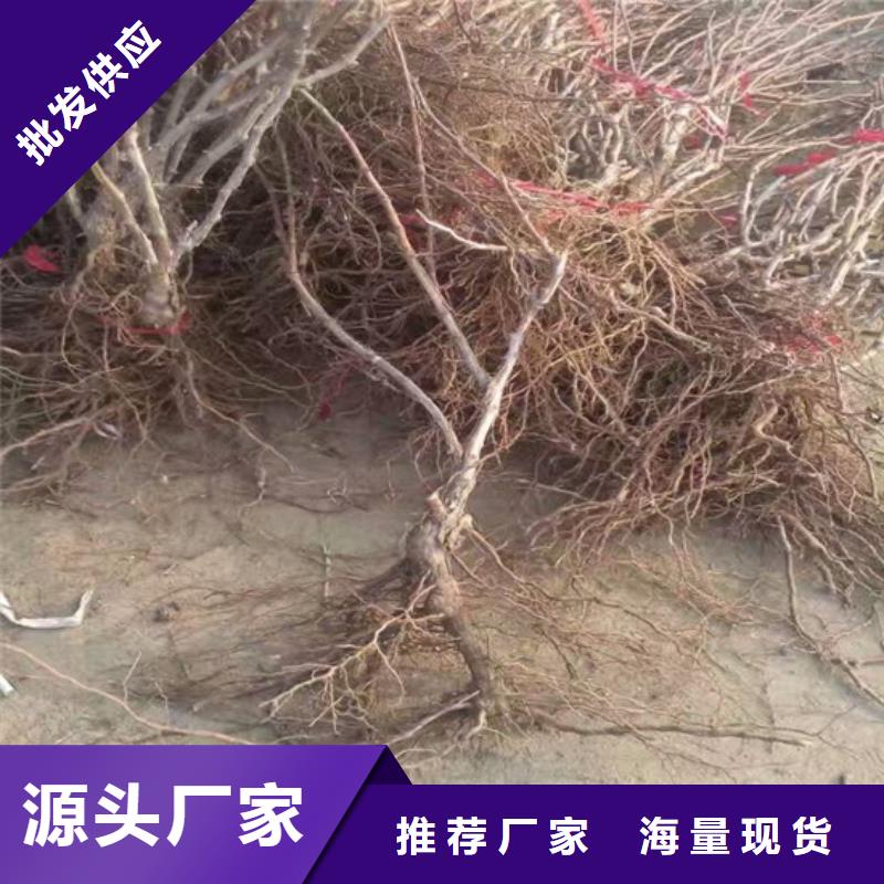 西畴赤霞珠葡萄苗种植地区真实拍摄品质可靠