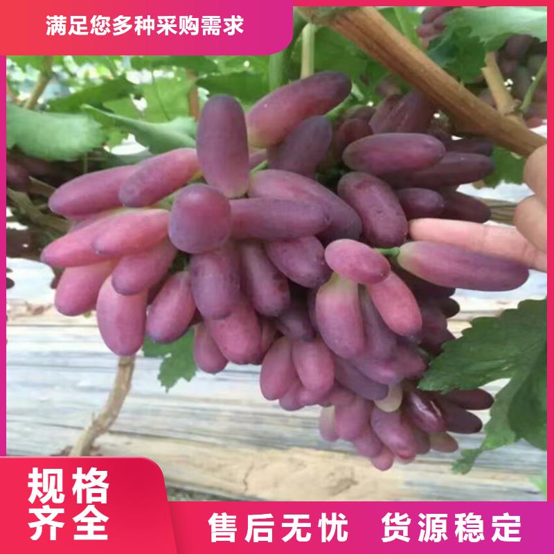 黄梅早熟葡萄苗培育品牌企业