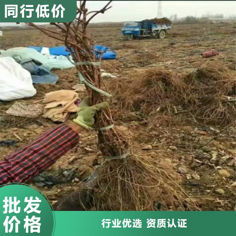 张家口占地葡萄树哪里纯正性价比高