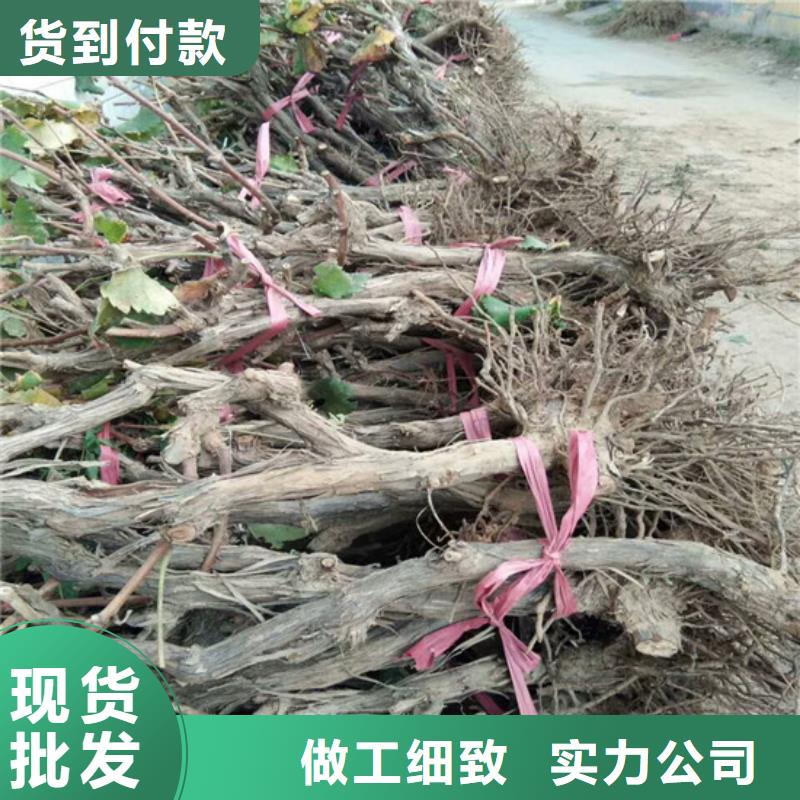 永清阳光玫瑰葡萄苗适应土地当地供应商