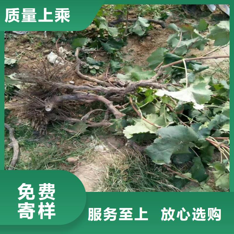 迪庆无核白鸡心葡萄苗培育基地本地生产商